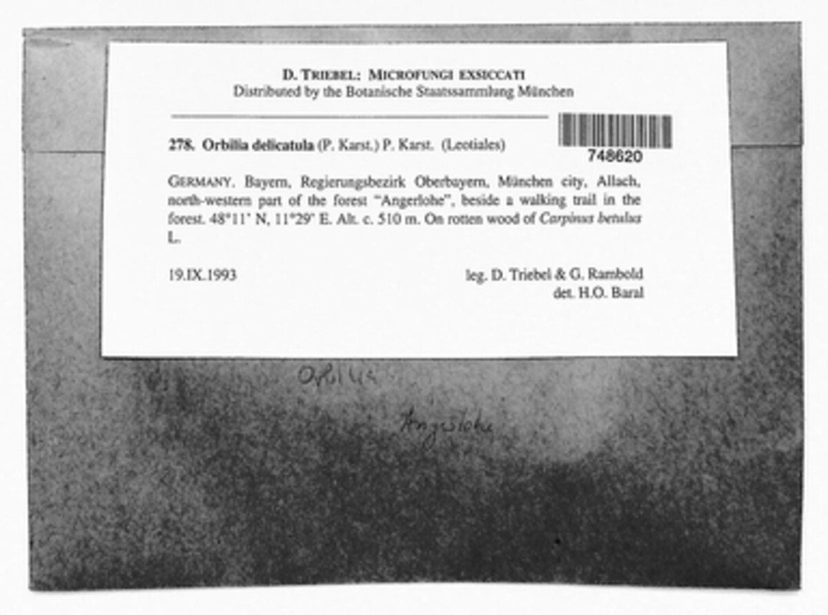 Orbilia xanthostigma image